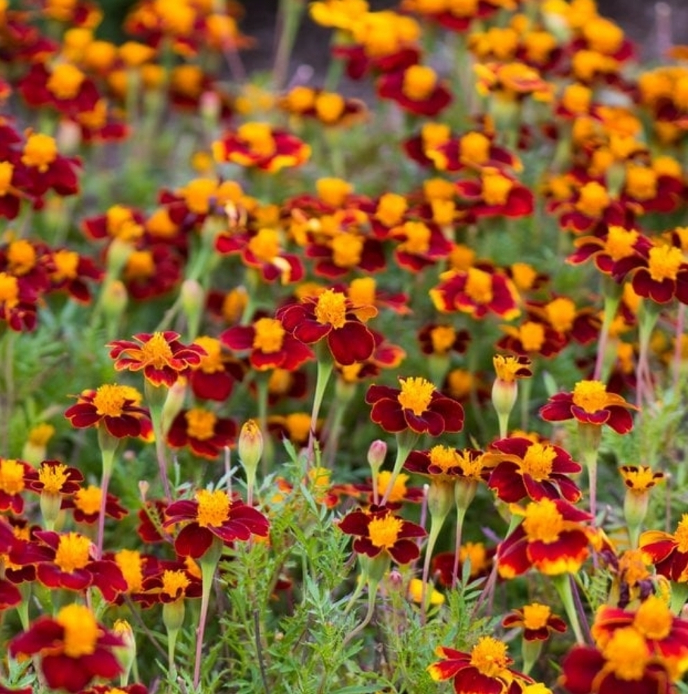 Seeds. Red Knight Marigold (200mg) 2025